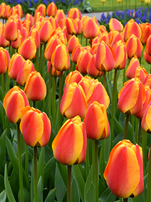 Tulpenzwiebeln Apeldoorn´s Elite Rot-Orange