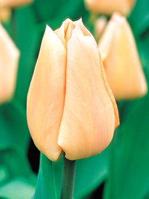 Tulpe Apricot Giant®