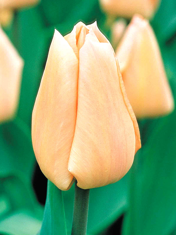 Tulpe Apricot Giant Kaufen