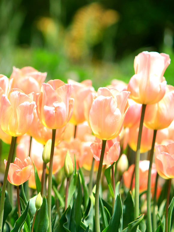 Tulpe Apricot Giant Grose Blumen