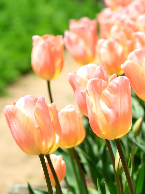 Tulpe Apricot Giant blumenzwiebeln