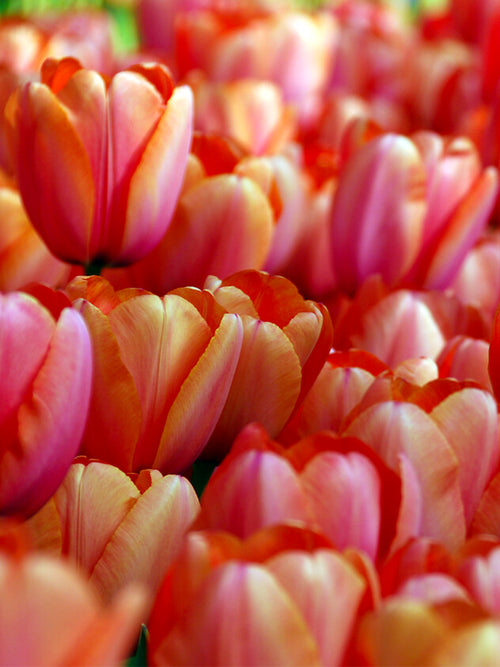 Darwin-Hybrid-Tulpe Apricot Impression Blumenzwiebeln