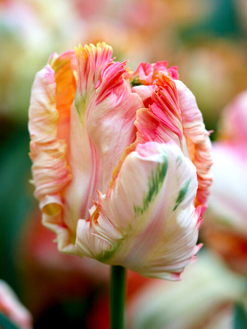 Papageien Tulpen Apricot Parrot