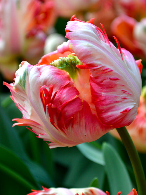 Tulpe Apricot Parrot kaufen