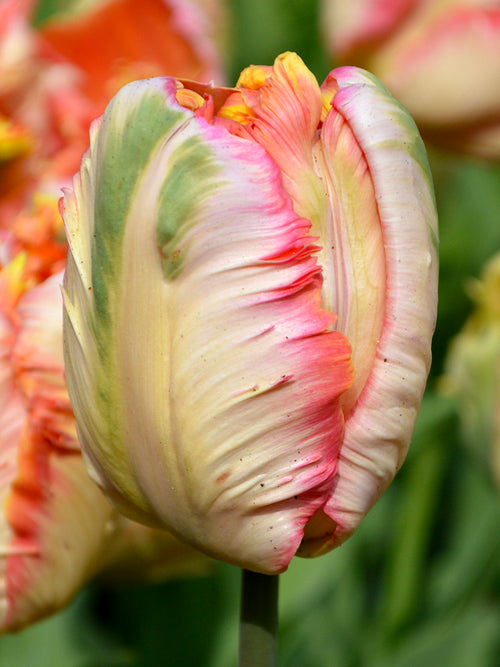 Tulpenzwiebeln Apricot Parrot