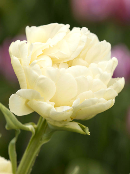 Tulpen gefüllt 'Avant Garde' creme-weiß kaufen