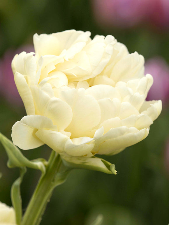 Tulpen gefüllt 'Avant Garde' creme-weiß kaufen