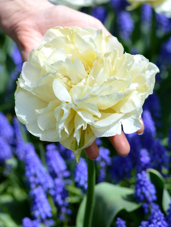 Tulpen gefüllt 'Avant Garde' creme-weiß bestellen