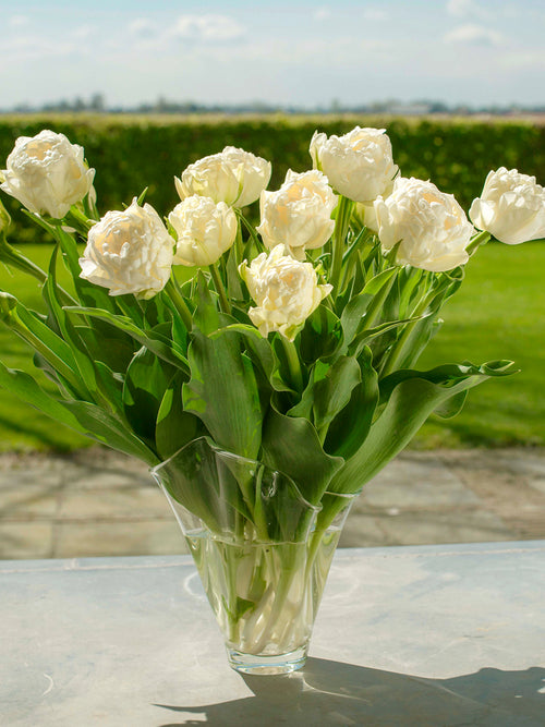 Tulpen gefüllt 'Avant Garde' creme-weiß kaufen