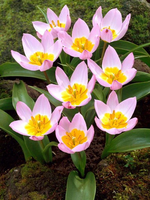 Tulipa bakeri 'Lilac Wonder' (Wildtulpen) kaufen