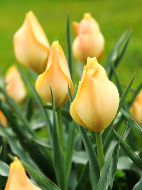 Wildtulpe Batalinii Bright Gem
