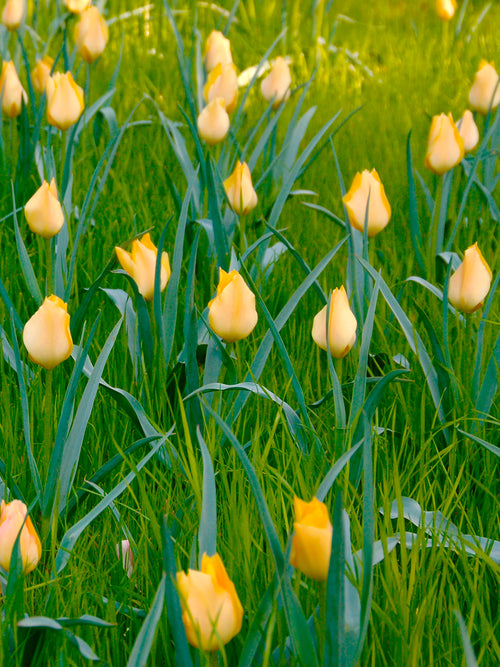 Tulpen batalinii Bright Gem | Tulpen