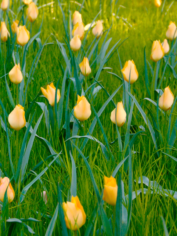 Tulpen batalinii Bright Gem | Tulpen
