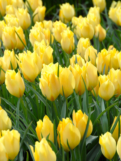 Botanische Tulpe Bright Gem | Tulpen kaufen