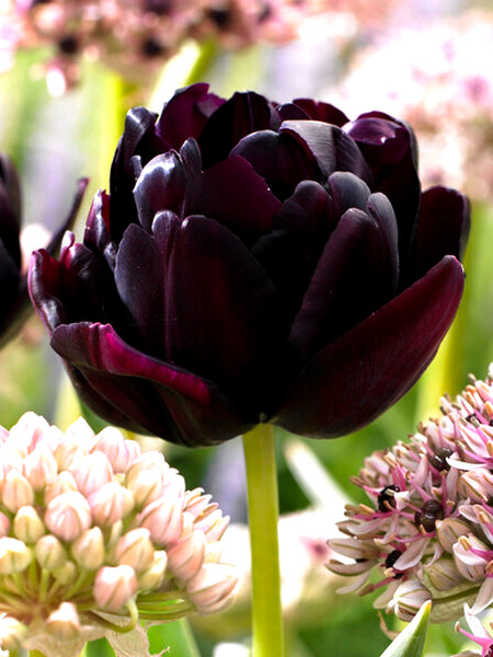 Mädchen Tulpen-Kleid In Schwarz-Rot – Mit Dekorativen Flügeln Und Satinband, Elastisches Oberteil