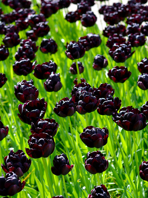 Schwarze Tulpen aus Holland