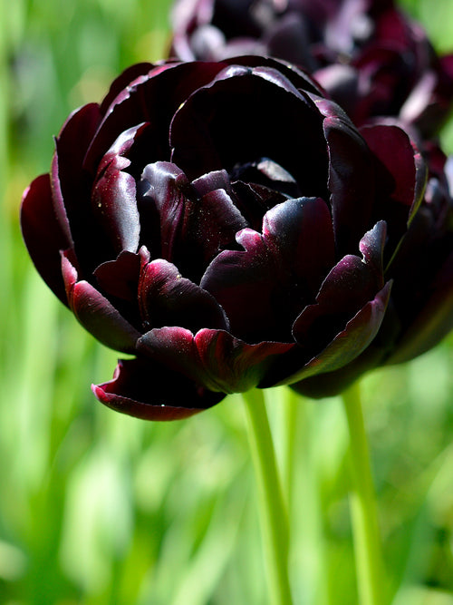Schwarze Tulpen aus Holland