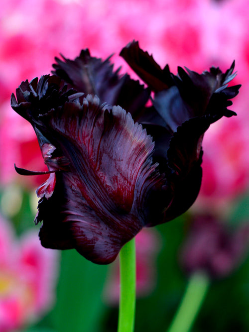 Schwarze Tulpen - Tulpe 'Black Parrot'