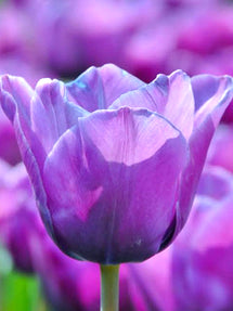 Tulpe Blue Aimable