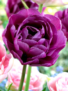 Tulpe Blue Diamond
