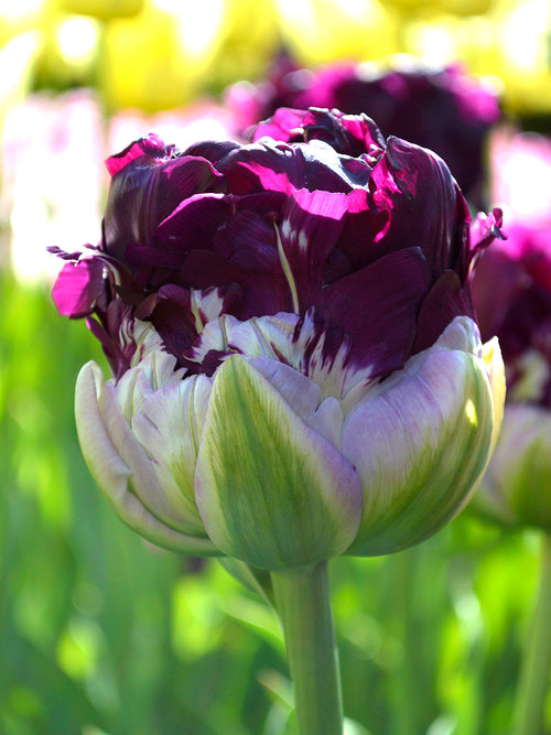 Gefüllte Tulpe 'Blue Wow'