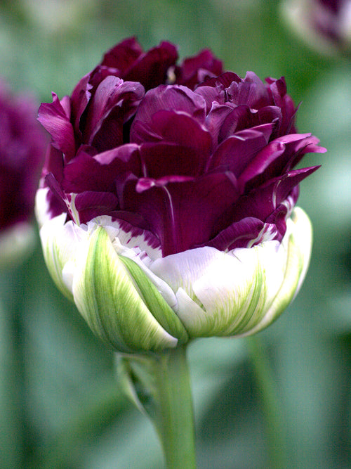 Tulpe Blue Wow kaufen
