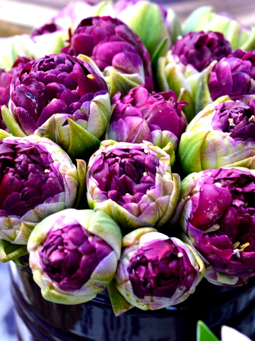 Tulpe Blue Wow kaufen