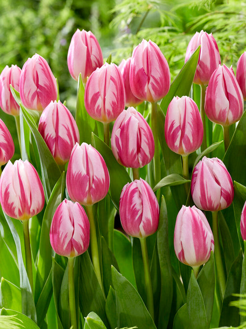 Blumenzwieblen Tulpe Bojangles