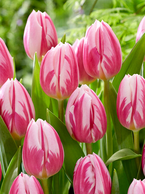 Blumenzwieblen Tulpe Bojangles