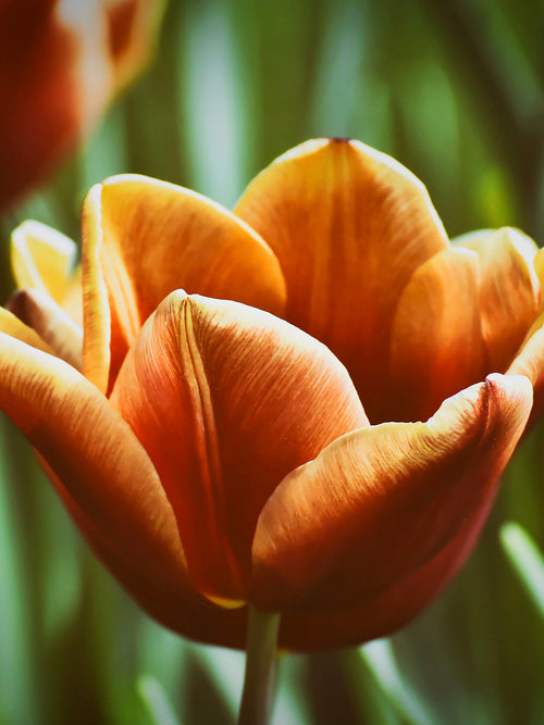 Triumph-Tulpe | Tulipa Brown Sugar kaufen