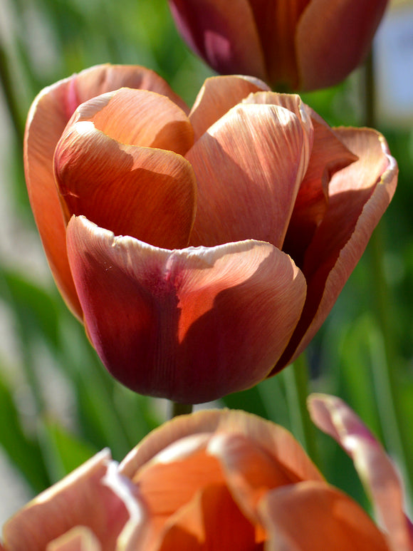 Triumph-Tulpe | Tulipa Brown Sugar kaufen