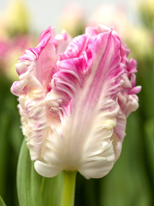 Tulpe Cabanna Parrot kaufen