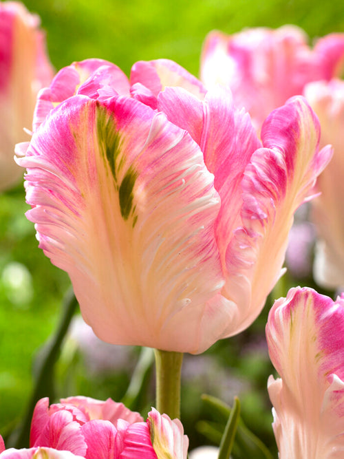 Tulpe Cabanna Parrot kaufen