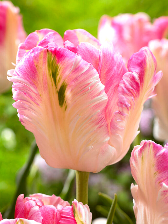 Tulpe Cabanna Parrot kaufen