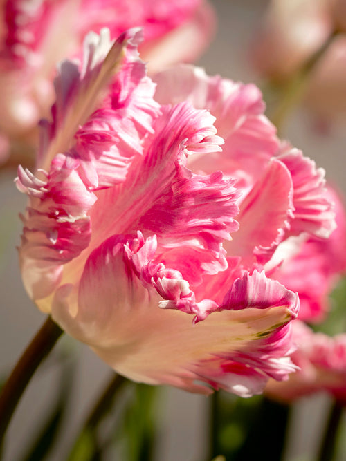 Tulpe Cabanna Parrot kaufen