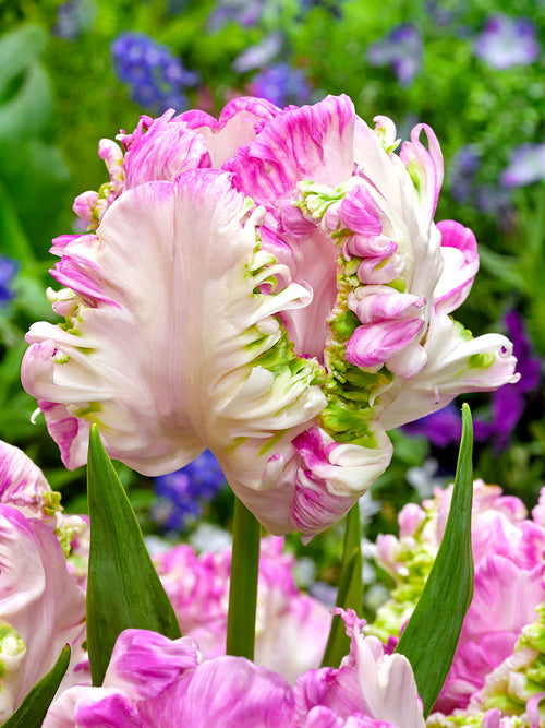 Tulpe Cabanna Parrot kaufen