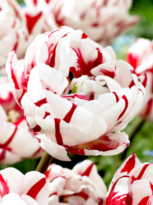 Gefüllte späte Tulpe 