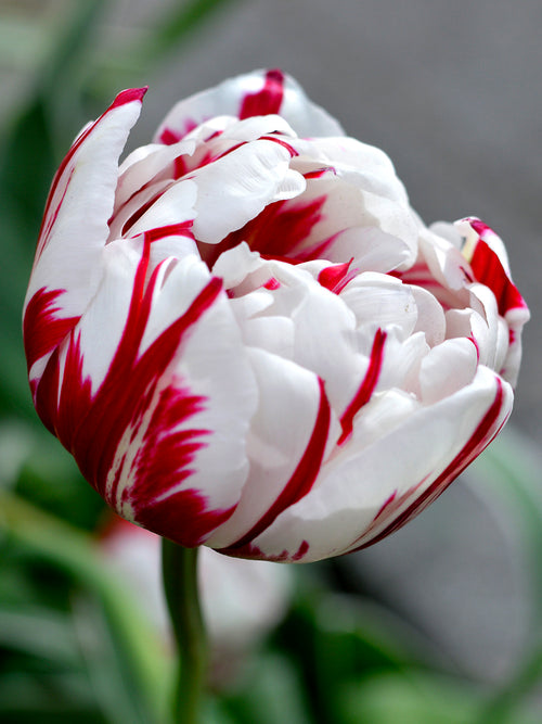 Gefüllte späte Tulpe 