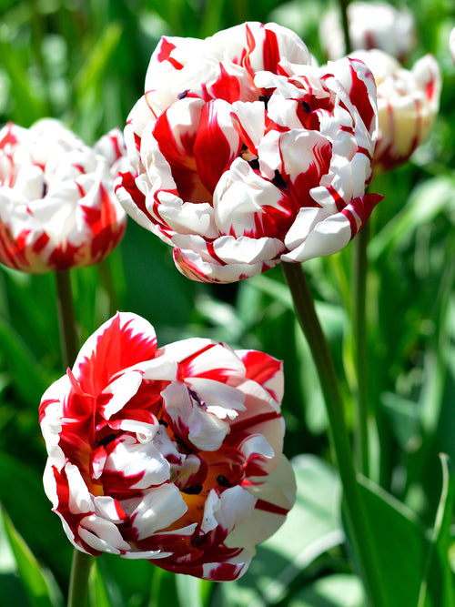 Gefüllte späte Tulpe 