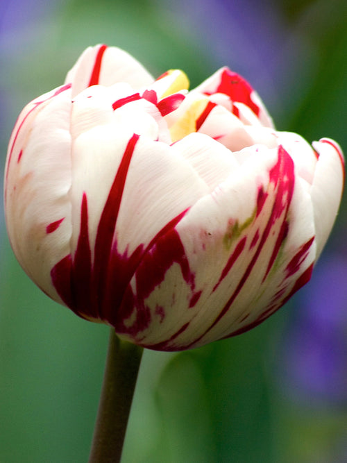 Gefüllte späte Tulpe 