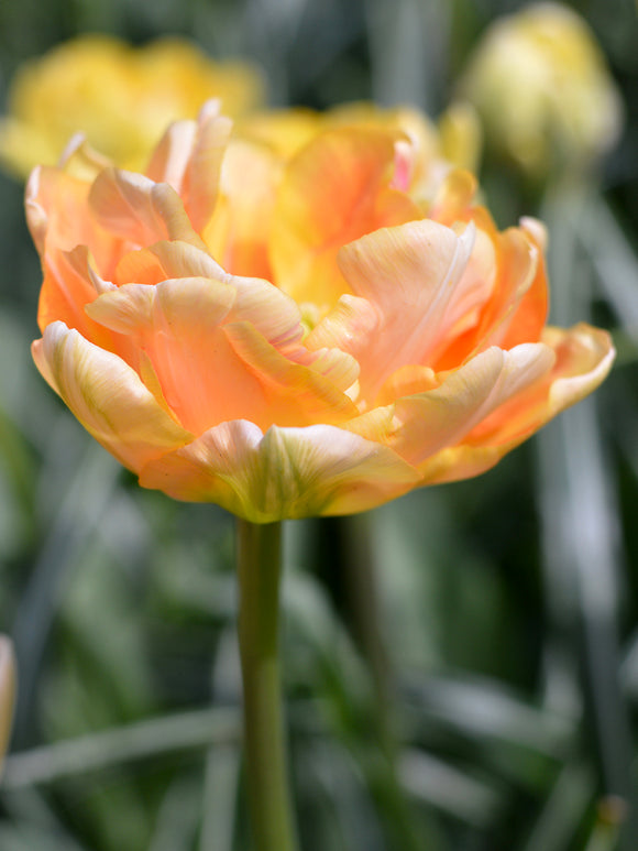 Blumenzwiebeln Tulpe Charming Beauty