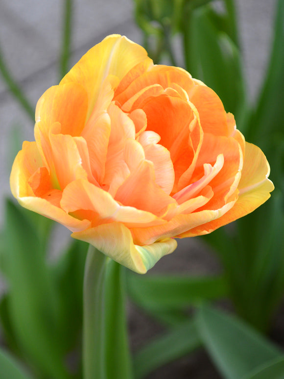 Tulpe Charming Beauty