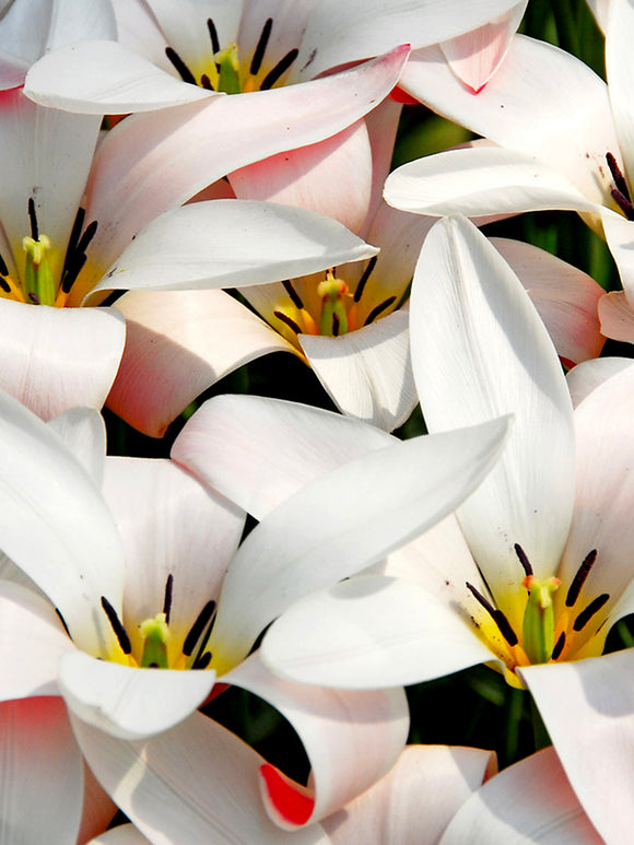 clusiana 'Peppermint Stick' Tulpenzwiebeln
