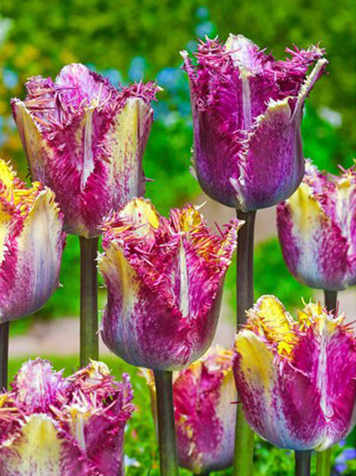 Tulpe Colour Fusion - DutchGrown