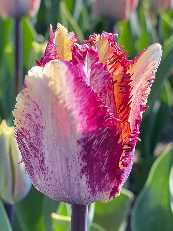 Tulpe Colour Fusion kaufen