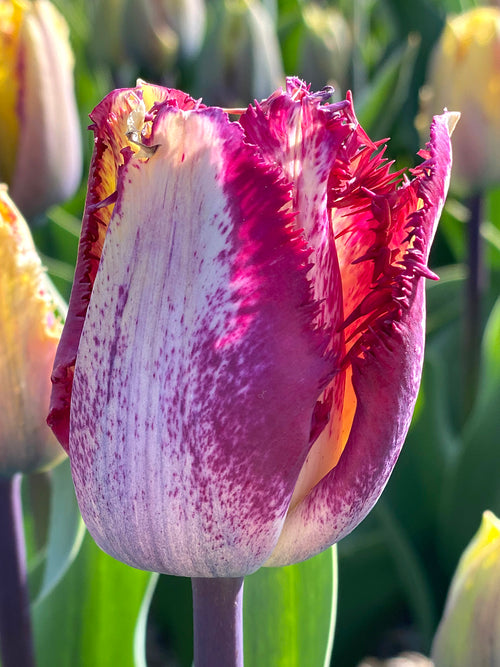 Tulpe Colour Fusion kaufen - DutchGrown