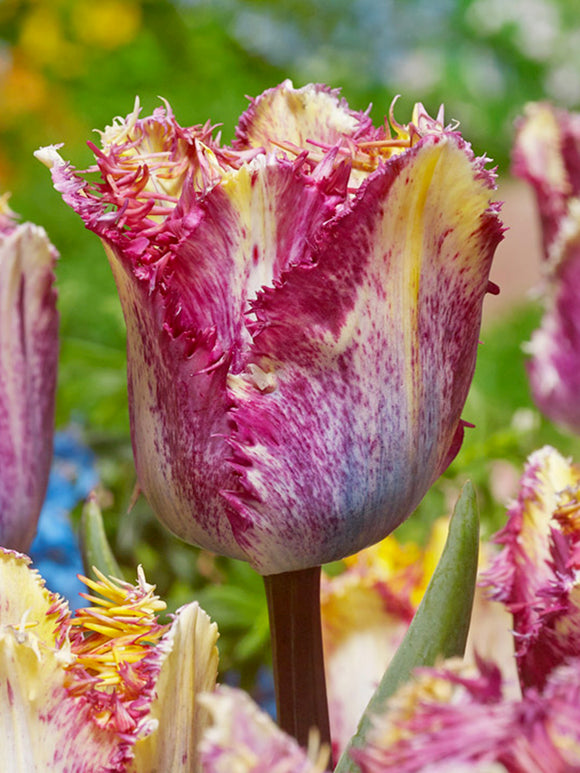 Tulpe Colour Fusion