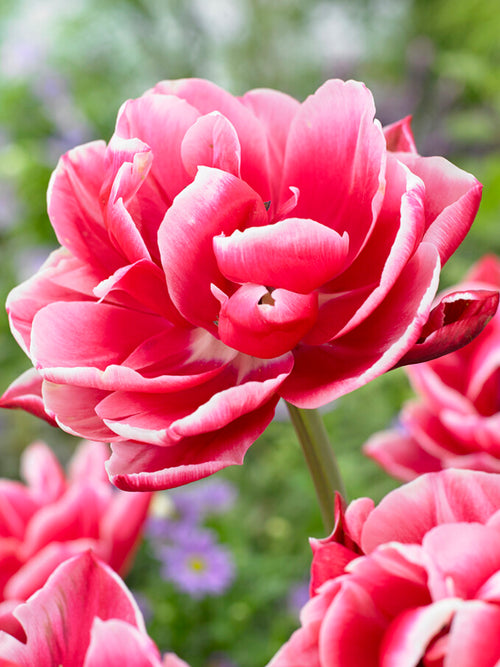Gefüllte Späte Tulpe Columbus | Tulpenzwiebeln