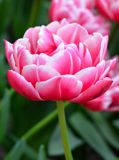 Gefüllte Späte Tulpe Columbus | Tulpenzwiebeln
