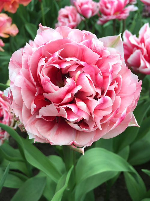 Gefüllte Späte Tulpe Columbus | Tulpenzwiebeln